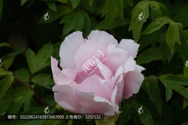 牡丹花特寫照片
