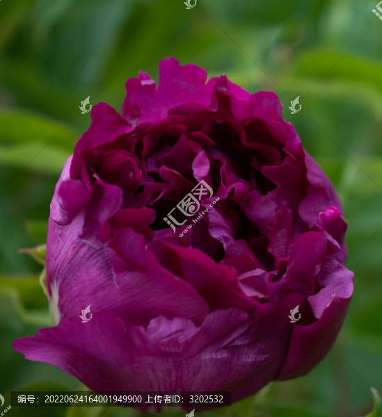 牡丹花特寫照片