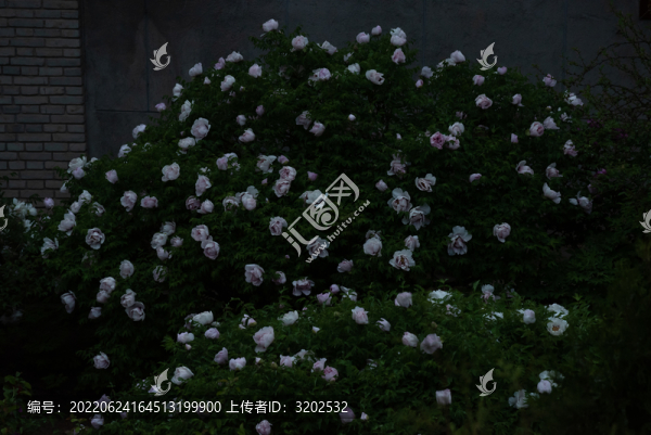 牡丹花特寫照片