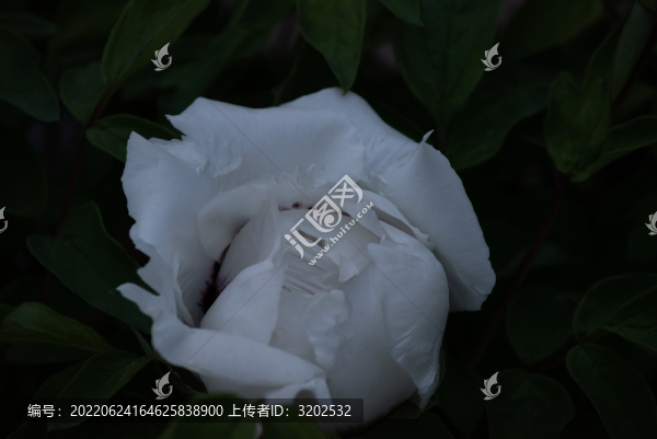 牡丹花特寫照片