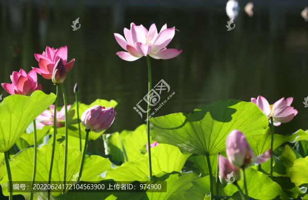 荷花