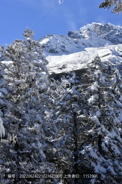 雪山森林