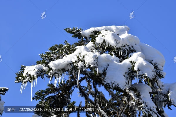 冷杉積雪