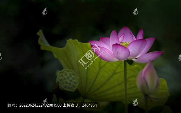 荷