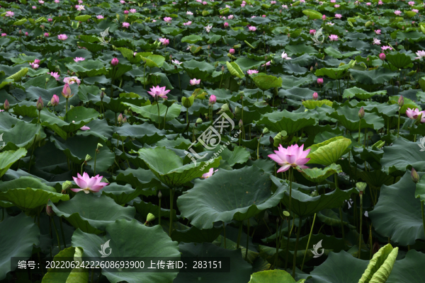 荷花