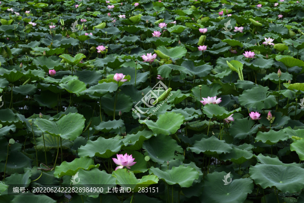 荷花