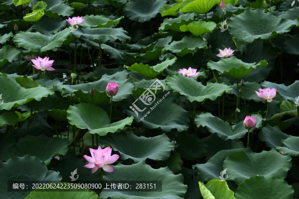 荷花