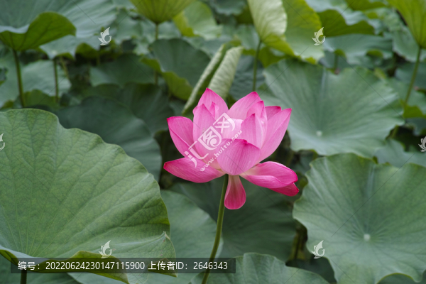 荷花蓮花荷花特寫