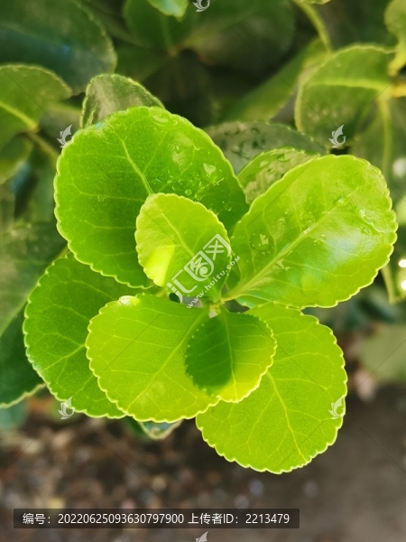 嫩葉形成的小花