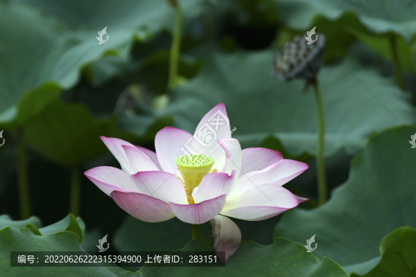 荷花