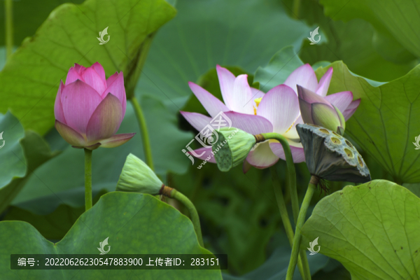 荷花