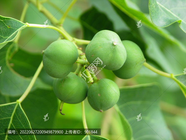 烏桕樹的蒴果