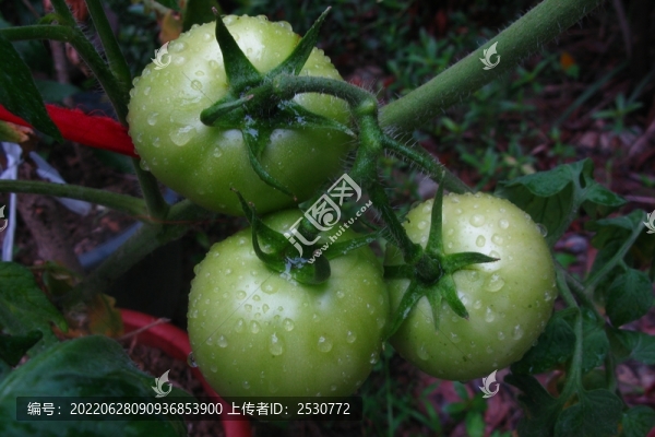 番茄