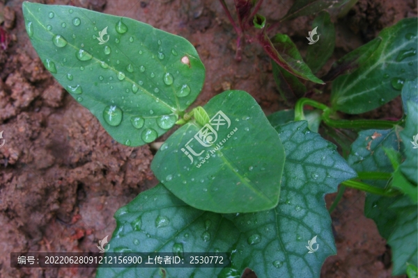 豇豆秧
