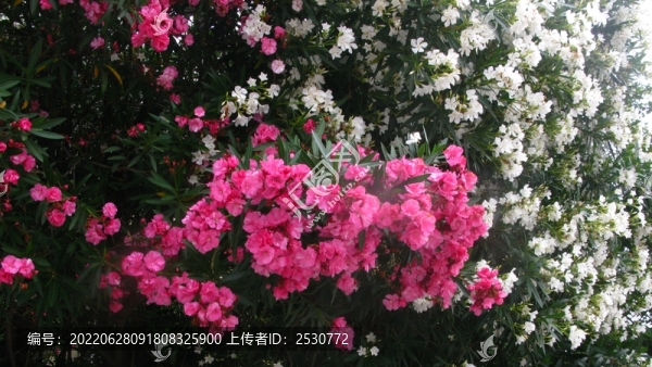 夾竹桃