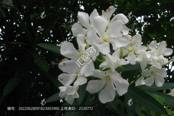 夾竹桃