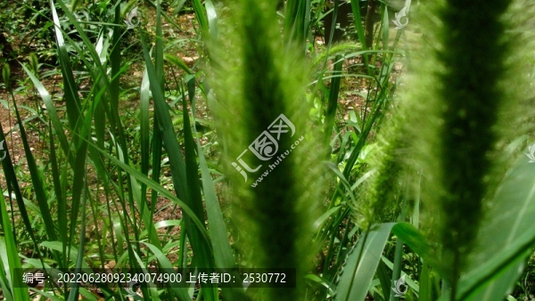 狗尾草