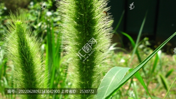 狗尾草