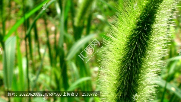 狗尾草