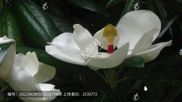 荷花玉蘭