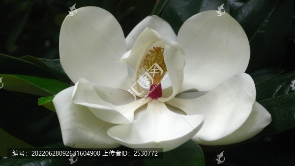 荷花玉蘭