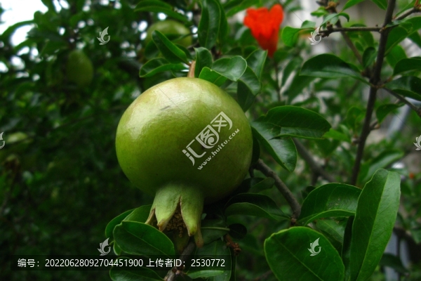 石榴