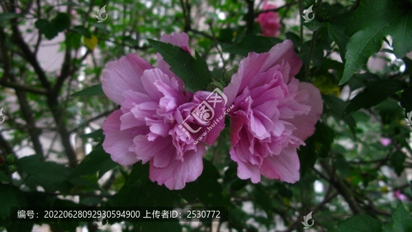 木槿