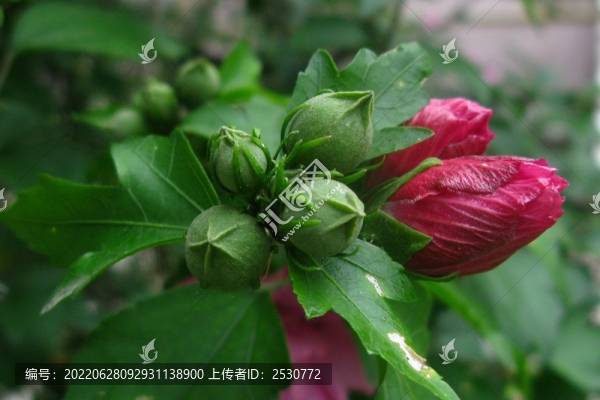 木槿
