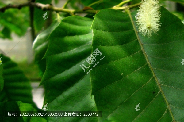 栗樹