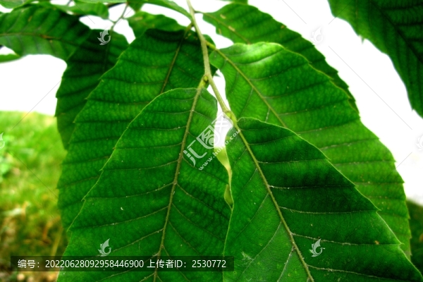栗樹