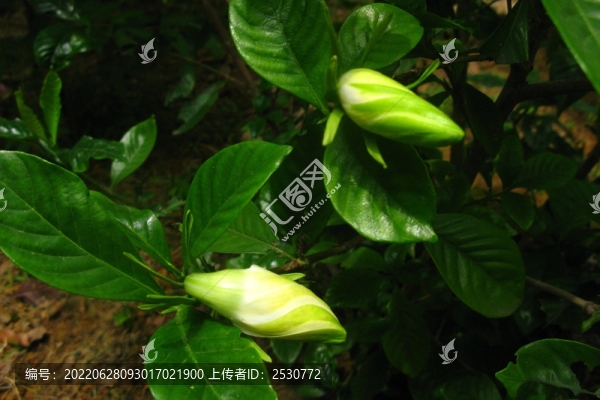 梔子花