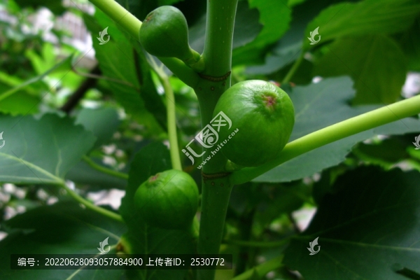 無(wú)花果