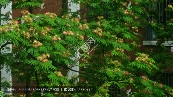 合歡