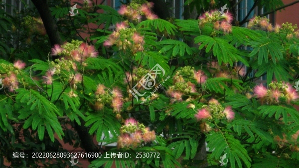 合歡