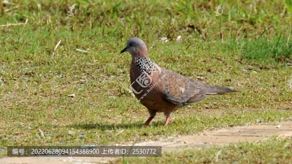 斑鳩