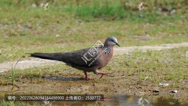 斑鳩