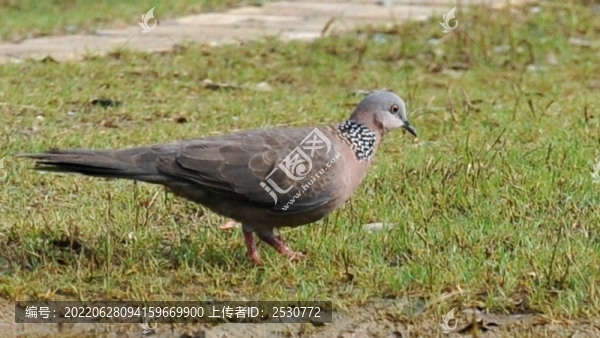 斑鳩