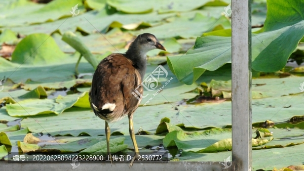 黑水雞