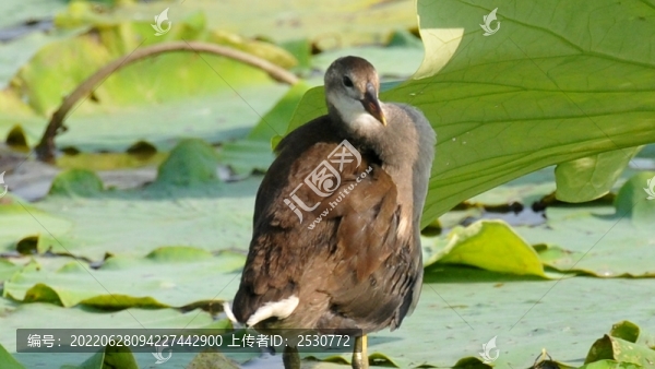 黑水雞