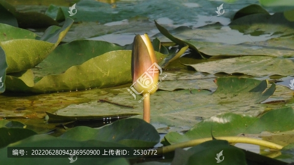 睡蓮