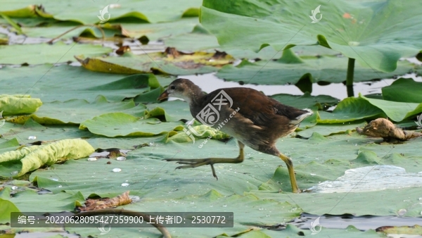 黑水雞