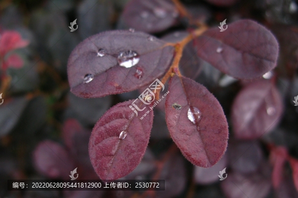 紅花檵木