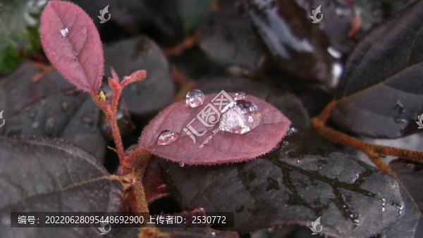 紅花檵木
