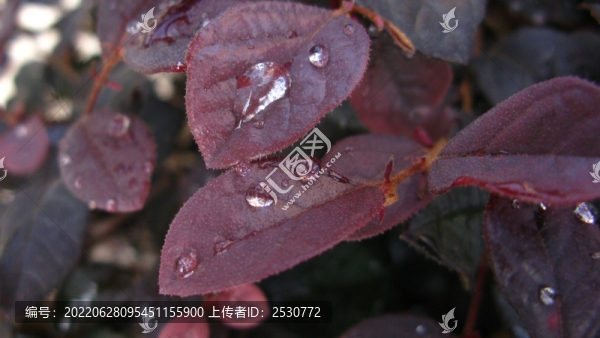 紅花檵木