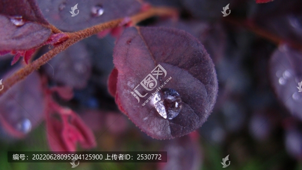 紅花檵木