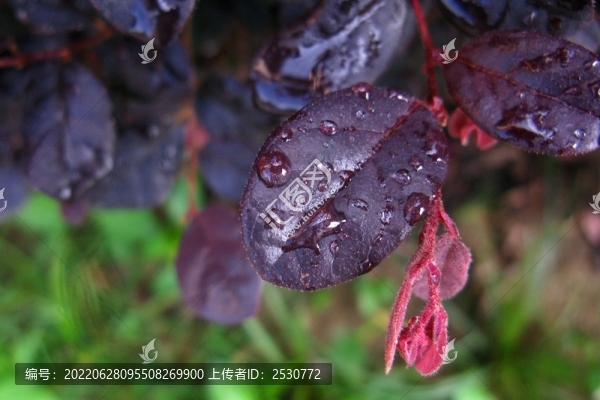 紅花檵木