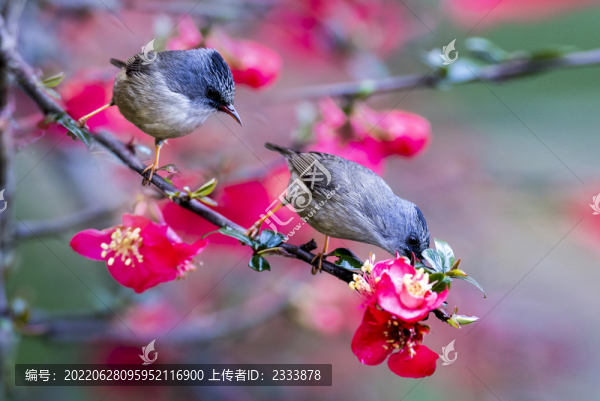 杜鵑花
