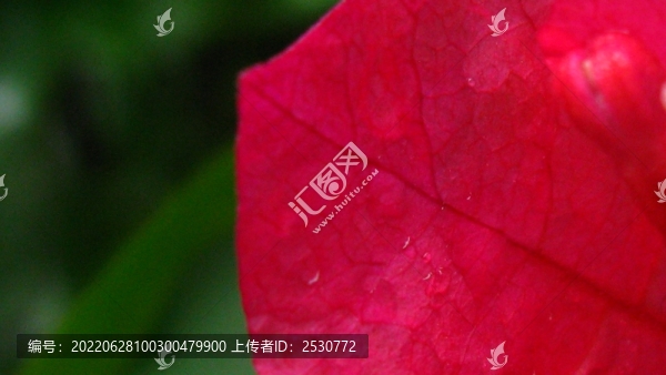 葉子花