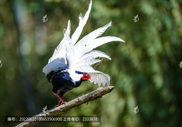 白鷴鳥