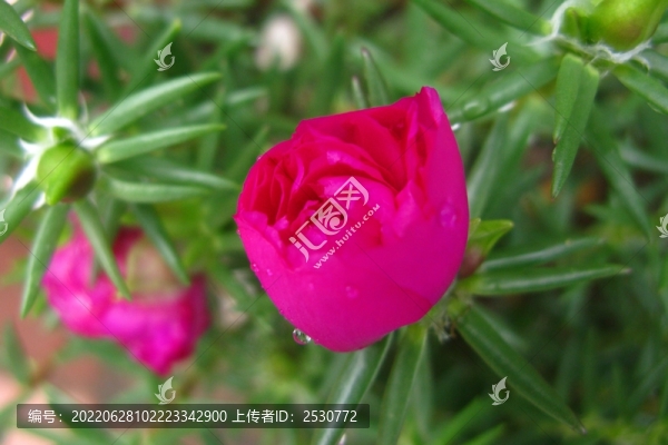 大花馬齒莧